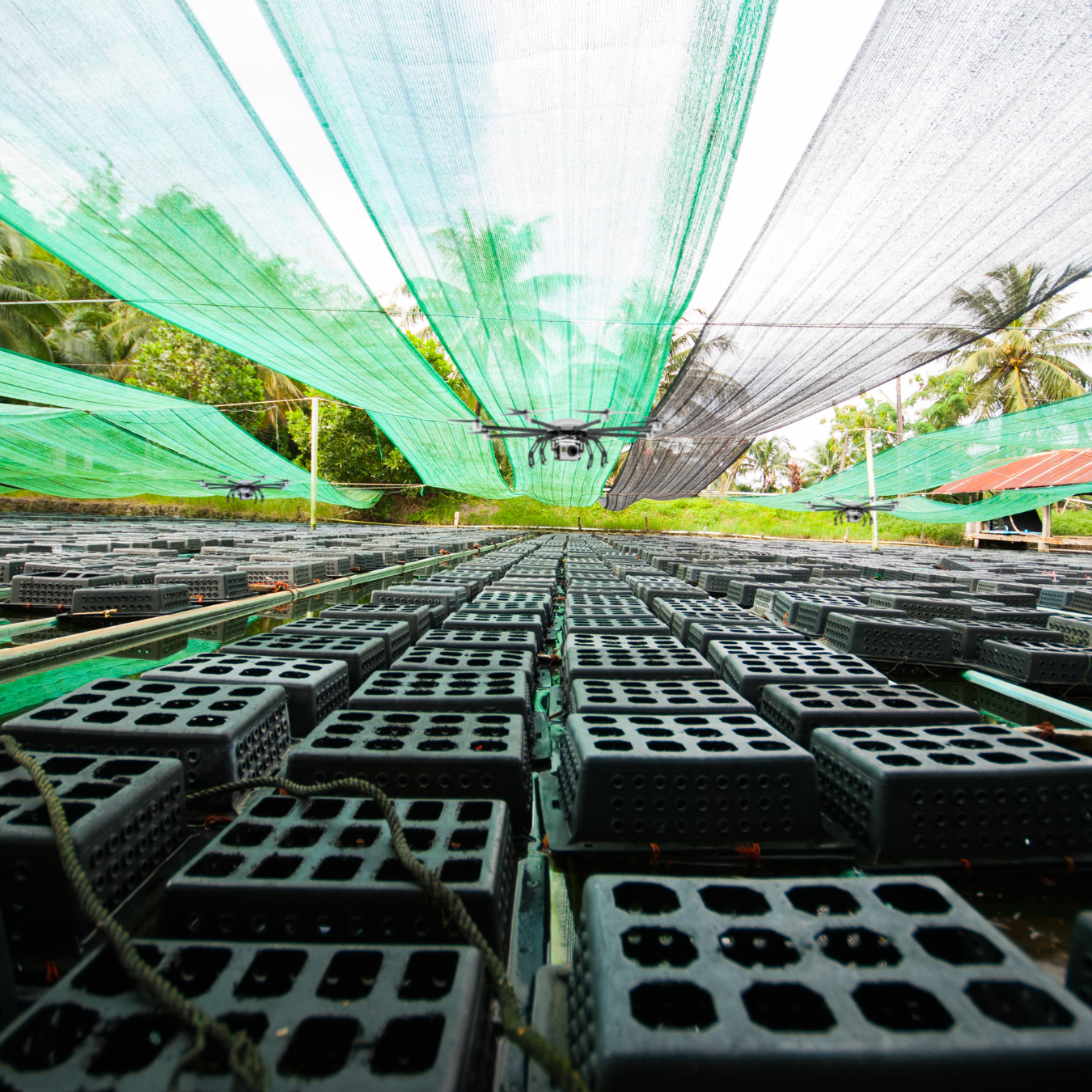AI-Powered Blue Crab Aquaculture